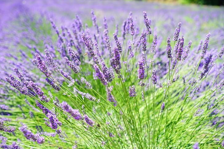 Apartment Lavanda โมลัต ภายนอก รูปภาพ